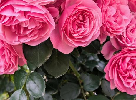バラ 薔薇 バラ 薔薇 クローズアップ,バラ,ばらの写真素材