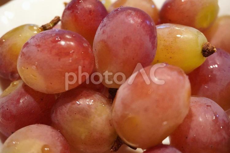 たくさんのブドウ 秋,ぶどう,ブドウの写真素材