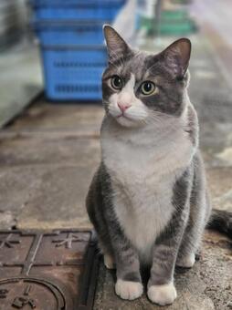 ねこ(はちわれ) 猫,ハチワレ,動物の写真素材