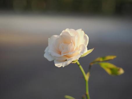 バラ園で白い薔薇を撮った写真です バラ園で白い薔薇を撮った写真ですの写真