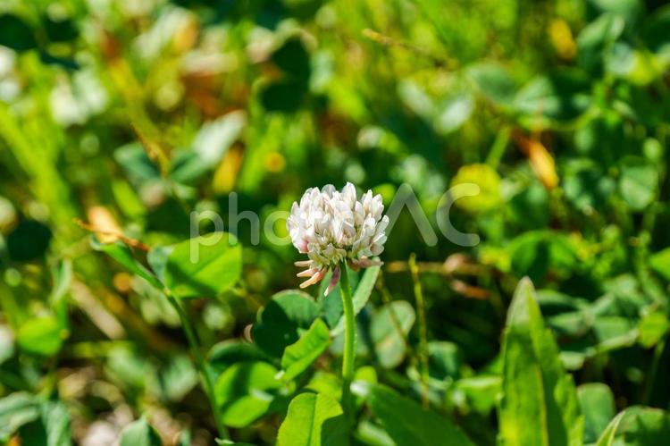 【花】シロツメクサ 自然,葉,クローバーの写真素材