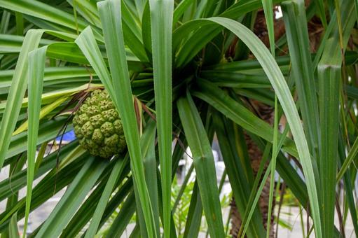 アダン（阿檀）の果実 南国,植物,集合果の写真素材