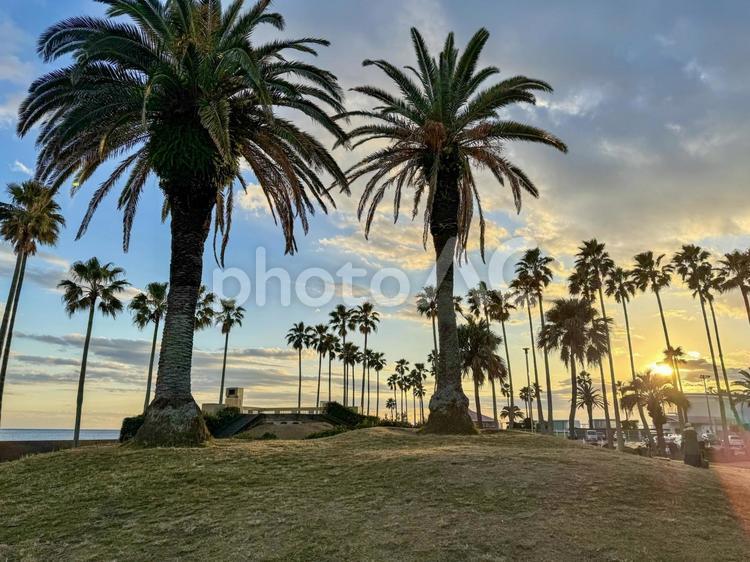 夕方の小坪海浜公園 逗子マリーナ,小坪海浜公園,椰子の木の写真素材