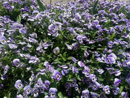 ガーデニングの写真