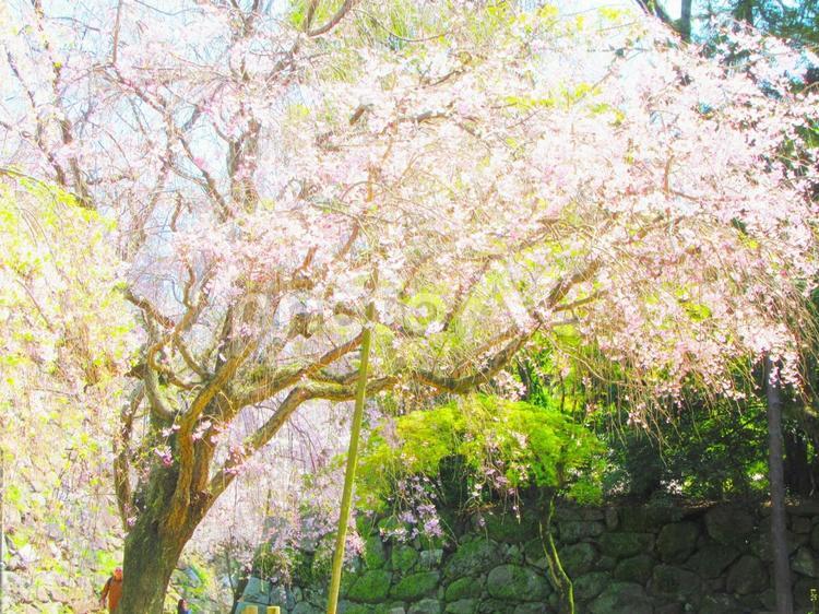 枝垂れ桜 花,桜,爽やかの写真素材