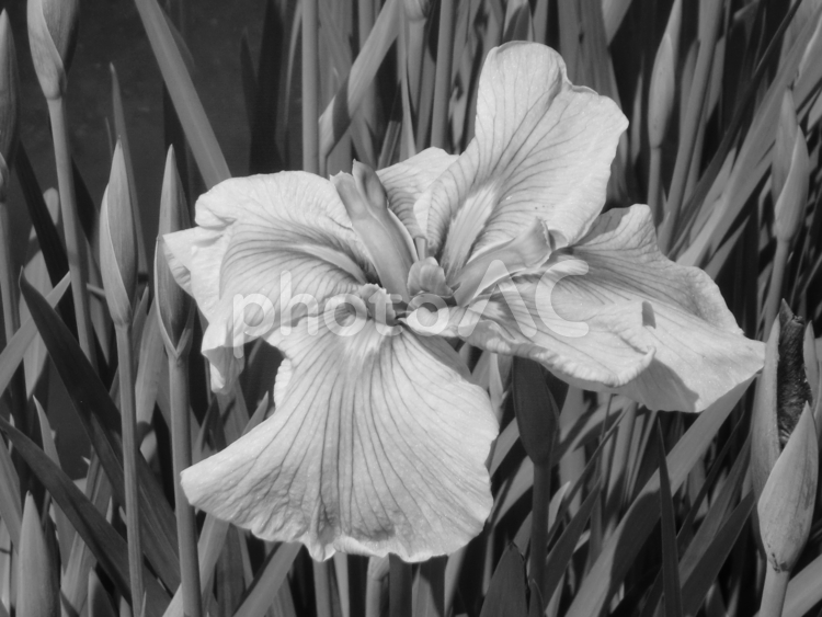 モノクロ写真の花菖蒲の花 ハナショウブ,花,春の写真素材