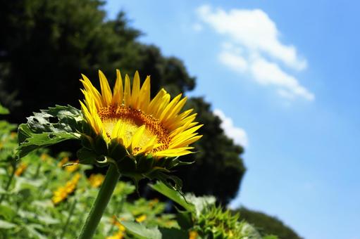 夏空に咲くひまわり 夏空に咲くひまわりの写真