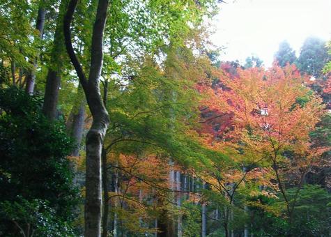 紅葉 紅葉の写真