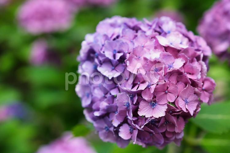 ピンクと紫が美しいアジサイ アジサイ,梅雨,紫陽花の写真素材
