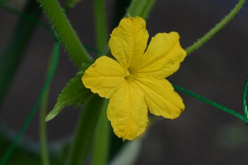 Cucumber flowers blooming in the garden, JPG Cucumber flowers blooming in the garden, JPG
