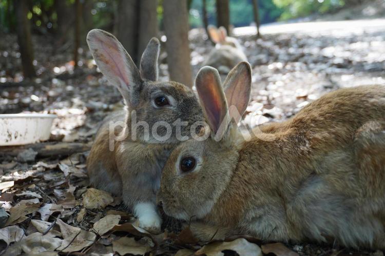 うさぎのふれあい うさぎ,ウサギ,兎の写真素材