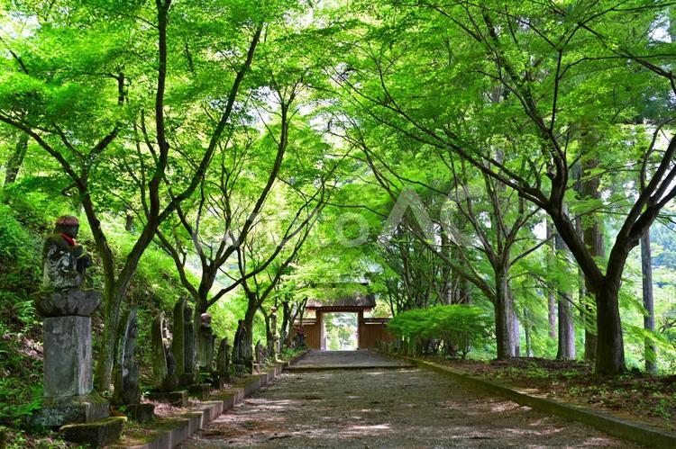 新緑の金蔵院参道（栃木佐野） お寺,寺院,参道の写真素材