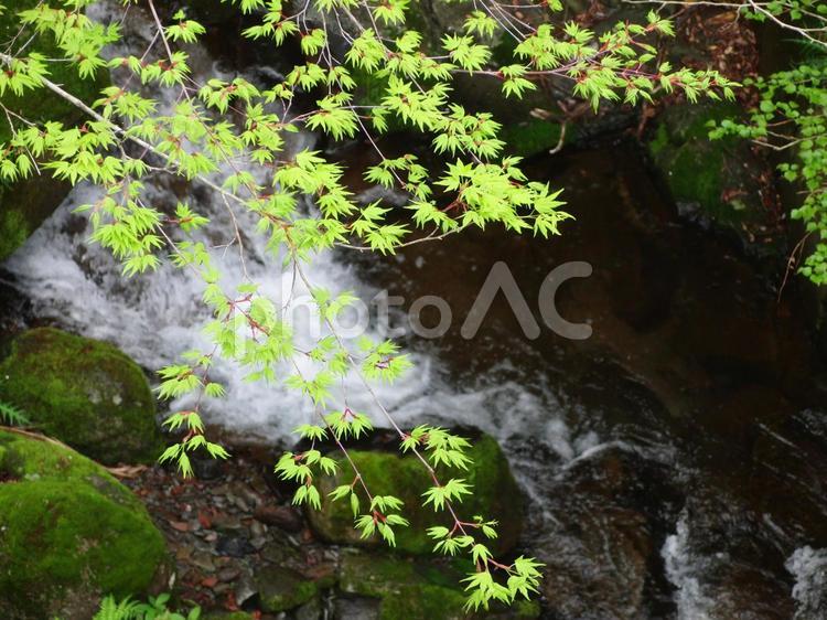 カエデ越しの川 風景,背景,川の写真素材