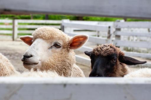 Photo, sheep, not, lamb, 