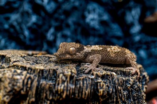 ルゴッサフトユビヤモリのアップ ルゴッサフトユビヤモリのアップの写真