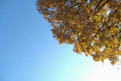 青空と黄色いどんぐりの葉 紅葉,自然,黄色の写真素材