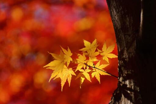 Burning autumn, JPG Burning autumn, autumn leaves, yellow leaves, red, JPG