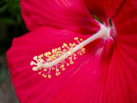 ハイビスカスの花芯と赤い花びら ハイビスカス,花,赤の写真素材