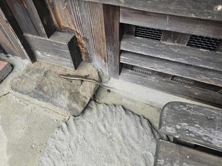 トカゲ トカゲ とかげ,トカゲ,ニホントカゲの写真素材