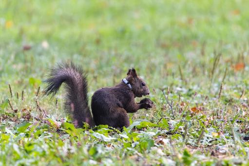 クルミをかじって食べているエゾリスの写真