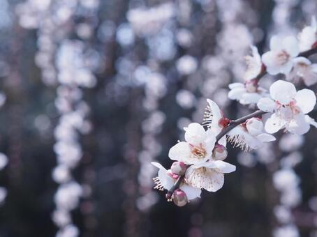 梅の花のクローズアップ　春の背景素材　 梅,梅の花,自然の写真素材
