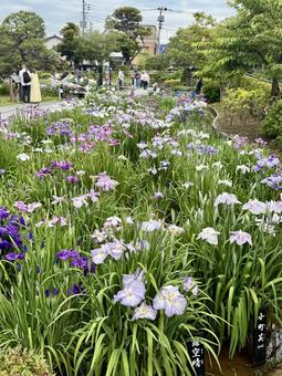 堀切菖蒲園 曇り空の下花菖蒲が咲き誇る 堀切菖蒲園 曇り空の下花菖蒲が咲き誇る 癒し,壁紙,花畑の写真素材