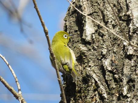 A Japanese white-eye resting on a tree trunk, JPG A Japanese white-eye resting on a tree trunk, JPG
