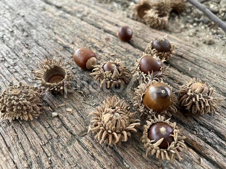 帽子を被ったまんまるどんぐり どんぐり,木の実,秋の写真素材