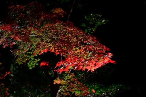 もみじ　紅葉 晩秋,夜の紅葉,美しい紅葉の写真素材