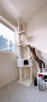 Long cat, JPG