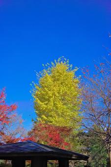 イチョウ 銀杏,黄葉,葉の写真素材