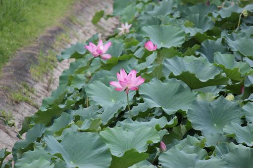 蓮の花 蓮の花の写真