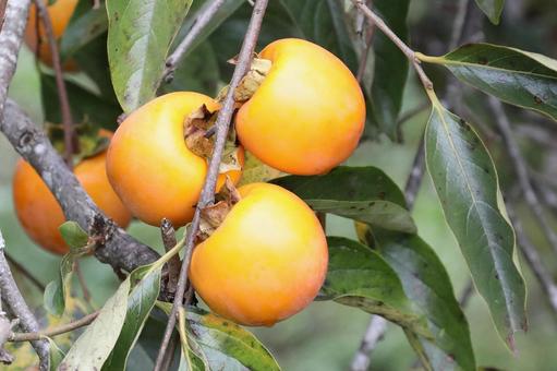 雨あがりの柿の木 雨あがりの柿の木 植物,果物,柿木なりの写真素材