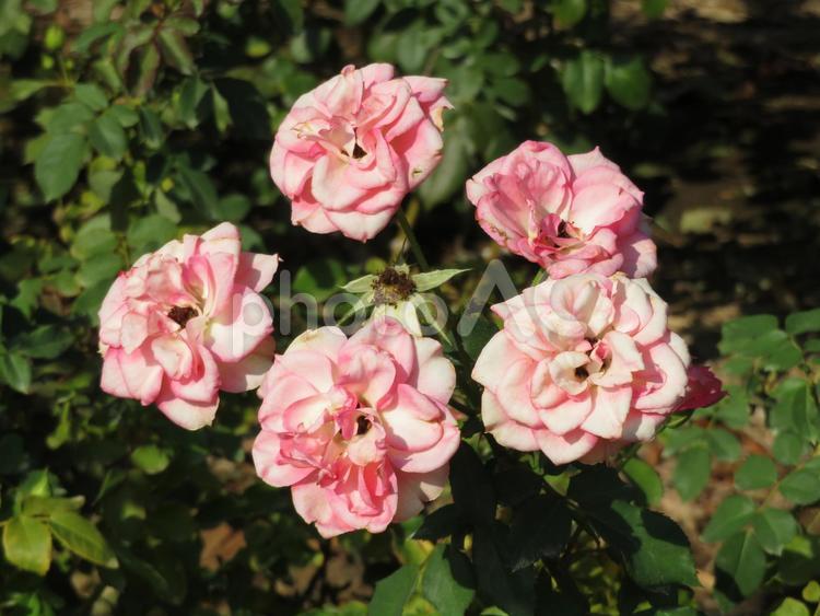 植物園のバラ園に咲くバラその10 バラ,花,植物の写真素材