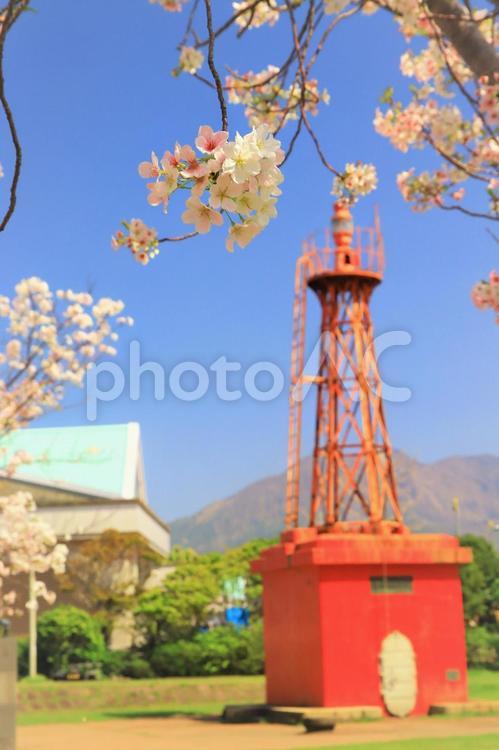 鹿児島ウォーターフロントパークの灯台と桜 灯台,青空,春爛漫の写真素材