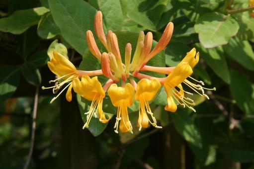 ハニーサックル　マクロ つる性花木,華やか,筒状の写真素材