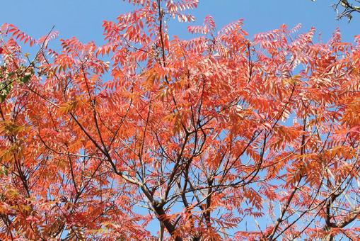 コウヨウ・紅葉　自然風景 樹木,葉,色づくの写真素材