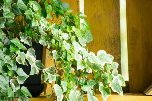 アイビーと古い黄色の棚 アイビー,葉っぱ,グリーンの写真素材