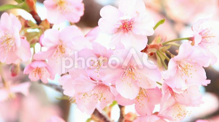 田ヶ池公園の河津桜 桜,花見,河津桜の写真素材