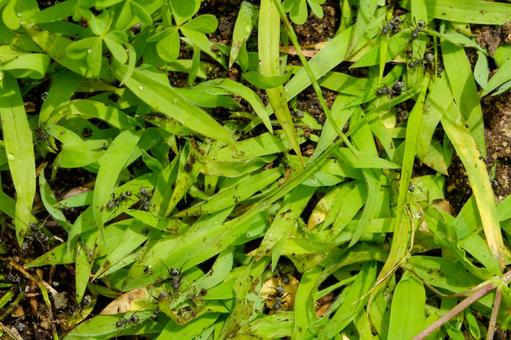 草むらを行進するクロオオアリ 草むらを行進するクロオオアリ クロオオアリ,アリ,昆虫の写真素材