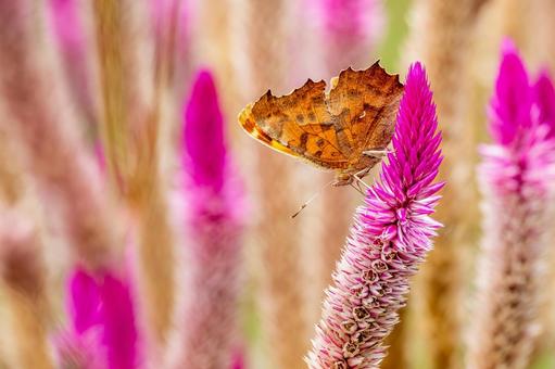 キタテハ(42) キタテハ(42)の写真