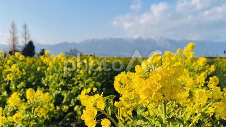 雪が残る山と菜の花畑-02- 菜の花,菜の花畑,花の写真素材