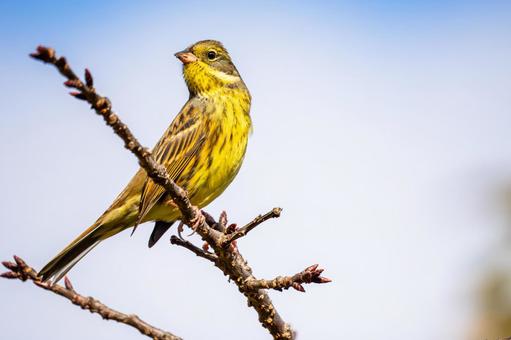 アオジ(51)の写真