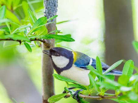枝にとまるシジュウカラ 枝にとまるシジュウカラの写真