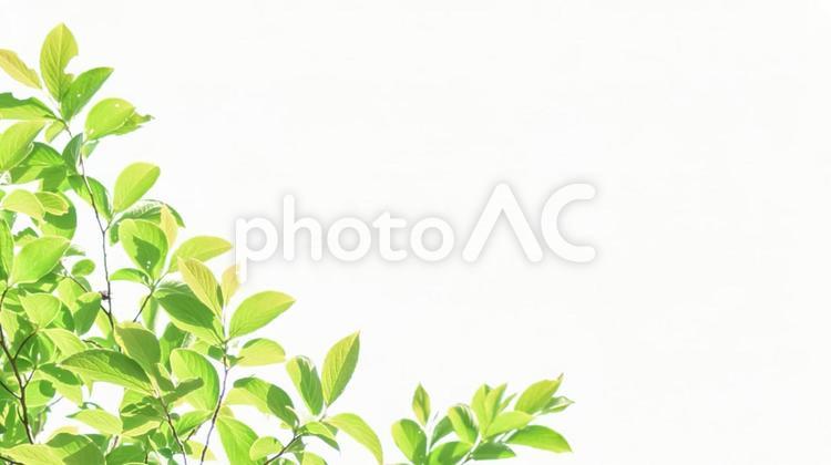 新緑の若葉フレーム背景 新緑,緑,木漏れ日の写真素材