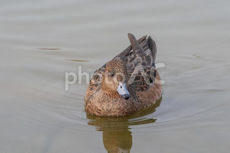 水面に浮かぶヒドリガモのメス ヒドリガモ,カモ,鳥の写真素材