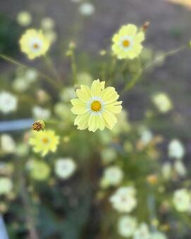黄色いコスモスの花 コスモス,黄色い,花の写真素材