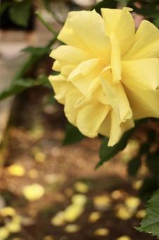 黄色の薔薇 黄色の薔薇の写真