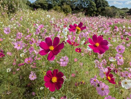 コスモス畑 コスモス畑,秋桜,コスモスの写真素材