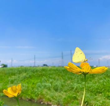 キバナコスモスとモンキチョウ1 キバナコスモスとモンキチョウ1 キバナコスモス,黄花秋桜,晴天の写真素材